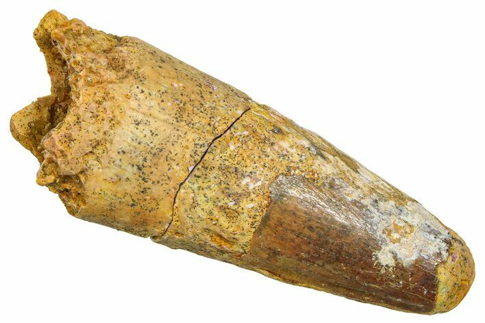 Fossil Spinosaurus Tooth - Feeding Worn Tooth #370743